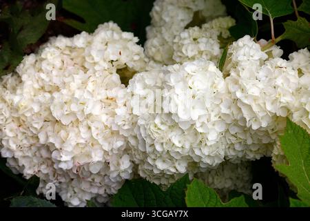 Nahaufnahme der großen weißen Blüten der sommerblühenden Gartenpflanze Hortensie quercifolia Harmony. Stockfoto