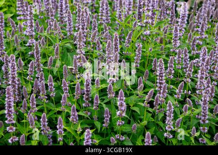 Nahaufnahme der violettblauen Blüten der sommerblühenden mexikanischen RiesenYsop-Kräuter-Gartenpflanze agastache Blue Fortune. Stockfoto