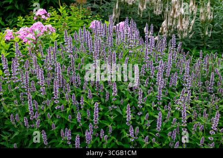 Nahaufnahme der violettblauen Blüten der sommerblühenden mexikanischen RiesenYsop-Kräuter-Gartenpflanze agastache Blue Fortune. Stockfoto