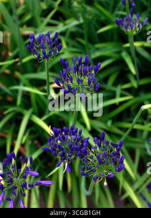Nahaufnahme der dunkelblauen Blüten und grünen Blätter der ganzjährigen Sommerblühenden Gartenpflanze Agapanthus Nordstern. Stockfoto