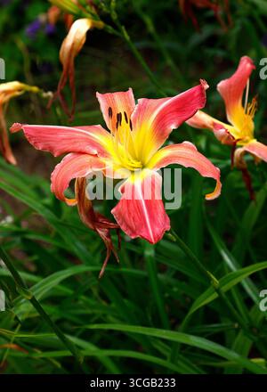 Nahaufnahme der rosafarbenen Blume der alltäglichen krautigen Gartenpflanze Hemerocallis websters rosafarbenes Wunder. Stockfoto