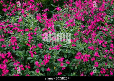 Nahaufnahme der magentarosa Blüten des sommerlich lang blühenden Gartenstrauchs salvia microphylla cerro potosi. Stockfoto