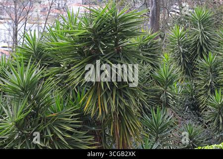 Gruppe grüner Yukkenpflanzen mit langen, spitzen Blättern, die im Freien wachsen, exotisches tropisches Laub, geeignet für botanische Themen, Garten- und Landschaftsgestaltung Stockfoto