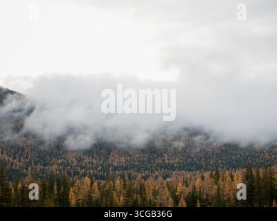 Atemberaubende nebelige Berglandschaft mit herbstlichem Wald. Nebel über immergrünen Nadelwäldern und orangefarbenen Laubwäldern in der herbstlichen Berglandschaft auf Altai, Russland. Nebelige Waldlandschaft in den Bergen Stockfoto