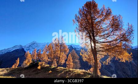 Goldene Lärchen auf einem Hügel im Morgenlicht mit schneebedeckten Schweizer Alpen und stahlblauem Himmel im Lotschental, Wallis, Schweiz Stockfoto