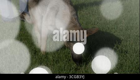 Erkunden Sie den braunen und schwarzen Schäferhund, der grünes Gras im Garten schnüffelt, mit Bokeh-Spots Stockfoto