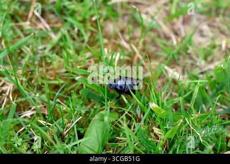 Waldland Dor Beetle - Anoplotrupes stercorosus Stockfoto