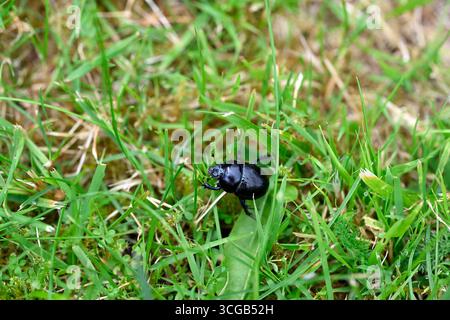 Waldland Dor Beetle - Anoplotrupes stercorosus Stockfoto