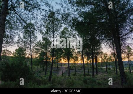 Ruhiger Kiefernwald in der Abenddämmerung mit Orange Glow. Das Foto zeigt einen friedlichen Kiefernwald in der Abenddämmerung, mit dem blauen Himmeln und einem warmen Orange Glow Stockfoto