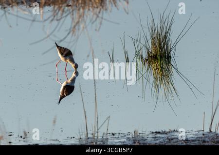 In einer ruhigen Umgebung im Sumpfgebiet wird ein schwarzgeflügelter Stelzen sanft fokussiert, während er sich ernährt, während das ruhige Wasser darunter die Anmut des Vogels reflektiert Stockfoto