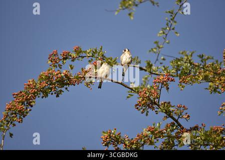 Junger Europäischer Goldfink (Carduelis carduelis) auf Rowan Berry Branch zwischen Reifen Beeren, mit Erwachsenen im Hintergrund, gegen Blue Sky, UK Stockfoto
