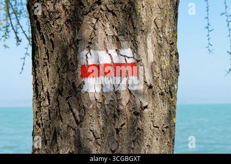Der Stamm eines Baumes ist mit einem Wegschild markiert, das zur Erkundung bereit ist. Stockfoto