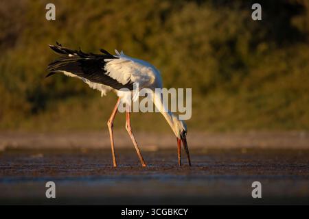 Anmutiger Weißstorch auf der Suche in einem kleinen Feuchtgebiet umgeben von üppigem Grün Stockfoto