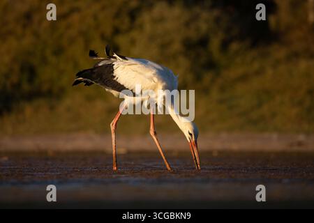 Anmutiger Weißstorch auf der Suche in einem kleinen Feuchtgebiet umgeben von üppigem Grün Stockfoto