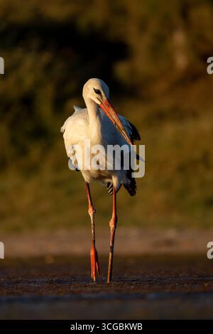 Anmutiger Weißstorch auf der Suche in einem kleinen Feuchtgebiet umgeben von üppigem Grün Stockfoto