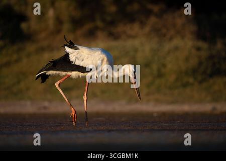 Anmutiger Weißstorch auf der Suche in einem kleinen Feuchtgebiet umgeben von üppigem Grün Stockfoto
