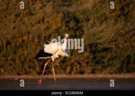 Anmutiger Weißstorch auf der Suche in einem kleinen Feuchtgebiet umgeben von üppigem Grün Stockfoto