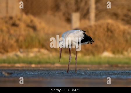 Anmutiger Weißstorch auf der Suche in einem kleinen Feuchtgebiet umgeben von üppigem Grün Stockfoto