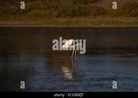 Anmutiger Weißstorch auf der Suche in einem kleinen Feuchtgebiet umgeben von üppigem Grün Stockfoto