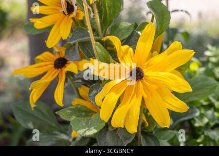 Veljusa, Strumica, Nordmazedonien. Gelbe süße Kornblumen blühen in einem Garten. Stockfoto