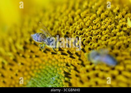 Makronaht einer mit Pollen bedeckten Honigbiene beim Nektarsammeln auf einer Sonnenblume (Helianthus annuus). Detaillierter Insektenbestäubungsprozess in Natu Stockfoto