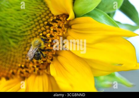 Nahaufnahme einer Hummel, die Pollen einer Sonnenblume sammelt (Helianthus annuus). Detailmakro der Insekten- und Blumenkräfte in einem Sommergarten. Stockfoto