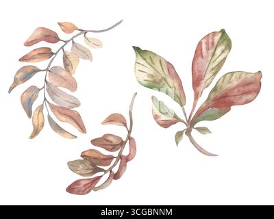 Kastanienblätter und Herbstzweige sind isoliert. Botanische Skizzen von Blattzweigen, handgezeichnet in gedämpften Herbsttönen. Laub Stockfoto
