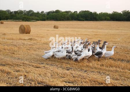 Eine Gänseherde läuft über ein gemähtes Weizenfeld bei Sonnenuntergang im Sommer. Trockene Strohrollen liegen auf dem Feld. Stockfoto
