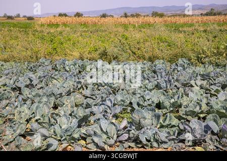 Donja Lakosnica, Razgojna, Bezirk Jablanica, Serbien. Kohl auf einem Feld in Serbien. Stockfoto