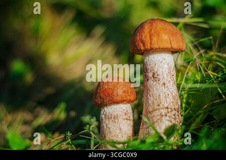Waldpilze auf dem Rasen in grünem Gras, selektiver Fokus, Platz für Text Stockfoto