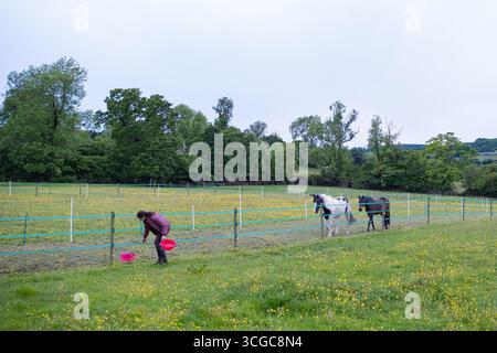 Frau, die sich um zwei Pferde auf einem Feld in shropshire kümmert Stockfoto