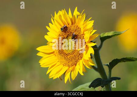 Ein großer, heller, gelber Sonnenblumenkopf mit dickem Stiel und zwei Bienen, die Pollen und Nektar sammeln. Stockfoto