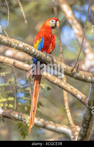 Ara macao (Ara macao) ist ein großer gelber, roter und blauer neotropischer Papagei, der in feuchten immergrünen Wäldern Amerikas beheimatet ist. Kombiniere dich im Regenwald. Wi Stockfoto
