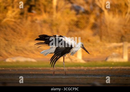 Anmutiger Storch im goldenen Licht, der in der Natur steht Stockfoto