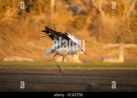 Anmutiger Storch im goldenen Licht auf der Suche nach seiner Nahrung Stockfoto