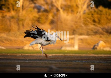 Anmutiger Storch im goldenen Licht auf der Suche nach seiner Nahrung Stockfoto