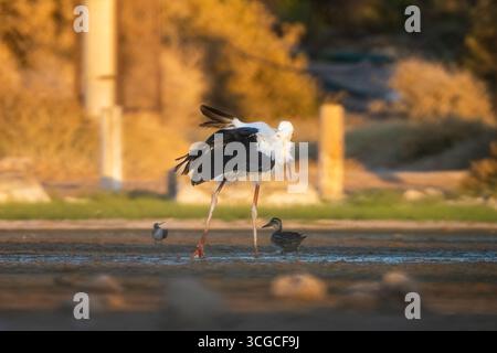 Anmutiger Storch und Enten im Golden Wetland bei Sonnenuntergang Stockfoto