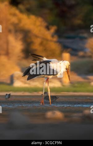 Anmutiger Storch im goldenen Licht, der in der Natur steht Stockfoto