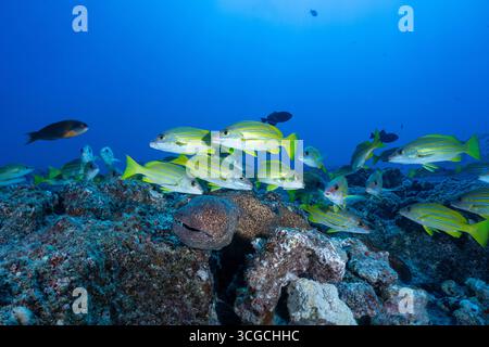 Gelbmarm Muränen, Gymnothorax flavimarginatus und Blaureifenschnapper oder Taape, Lutjanus kasmira, Mahaiula, North Kona, Hawaii, USA Stockfoto