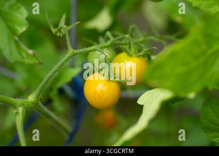 Ein Blick auf unreife gelbe Kirschtomaten, die auf einem Reben einer Pflanze wachsen, in einem Garten. Stockfoto