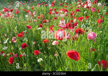 Ein Feld voller blühender roter Mohnblumen und zarter Wildblumen schwingt sanft unter der hellen Frühlingssonne und schafft eine atemberaubende Darstellung. Stockfoto
