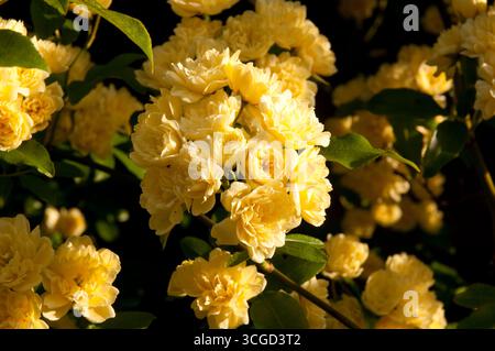 Blüten duftender gelber Rosen zeigen ihre Schönheit in einem üppigen Garten, umgeben von Grün an einem hellen Nachmittag. Stockfoto