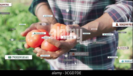 Landwirt in kariertem Hemd, der reife rote Tomaten auf dem Tomatenfeld hält, mit Datenbeschriftungen Stockfoto
