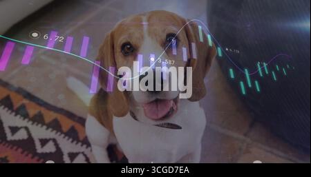 Sitzender Beagle-Hund mit Blick auf die Kamera im Wohnzimmer, mit gemustertem Teppich, durchscheinenden Datendiagrammen Stockfoto