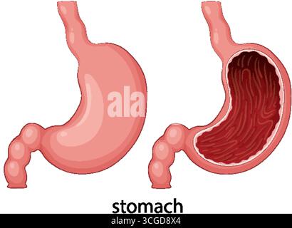 Vektordarstellung der menschlichen Magenanatomie in zwei Ansichten mit realistischen Farben und klaren Linien. Stock Vektor