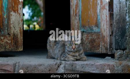 Eine wunderschöne Calico-Katze mit auffälligen grünen Augen liegt ruhig auf einem verwitterten Steinvorsprung, eingerahmt von rustikalen, abblätternden Holztüren, die an einen Vintage-Cha erinnern Stockfoto