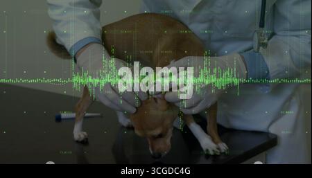 Untersuchungsarzt mit weißem Fell, Hund auf dem Untersuchungstisch in der Klinik, mit grüner Wellenform-Überlagerung Stockfoto