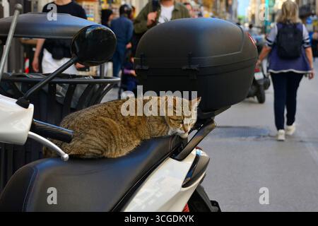 Eine große männliche braune Tabbykatze liegt auf einem Rollersitz in der belebten Fußgängerzone Via Maqueda im Zentrum von Palermo, Sizilien, Italien Stockfoto
