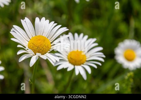 Leuchtende Ochsenaugen blühen auf einer grünen Wiese unter klarem blauem Himmel, ziehen Bestäuber an und unterstreichen die natürliche Schönheit des umliegenden lan Stockfoto