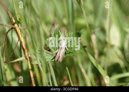 Wiesengrasschrecken (Chorthippus dorsatus), männlich, Wiese, Sommer, Deutschland, der Heuschrecken sitzt auf einem grünen Blatt Stockfoto